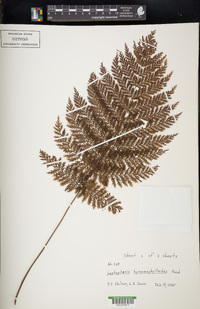 Leptopteris hymenophylloides image