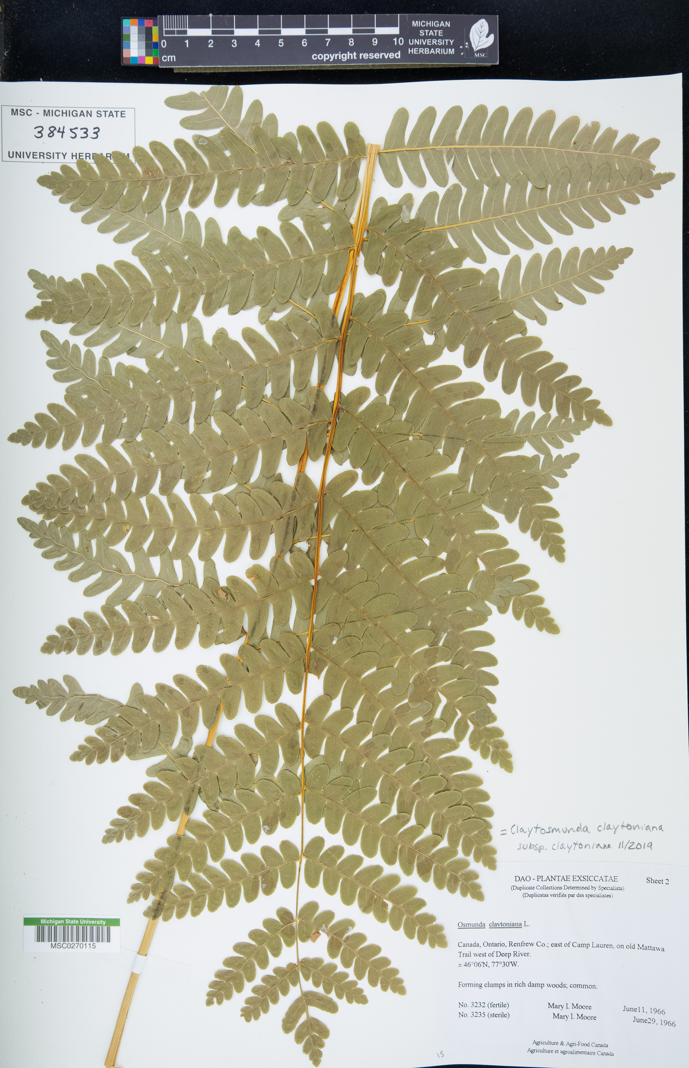 Claytosmunda claytoniana subsp. claytoniana image