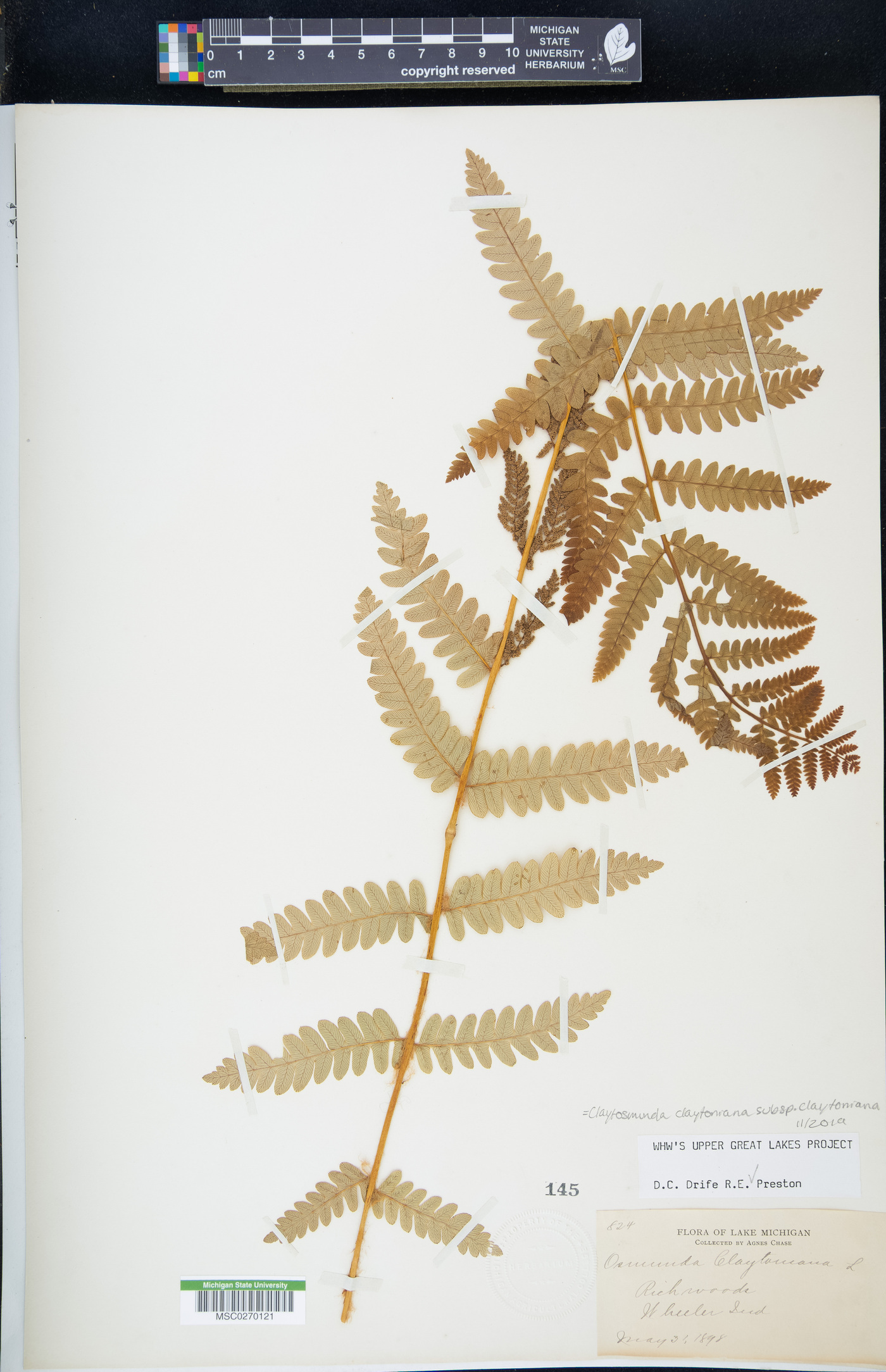Claytosmunda claytoniana subsp. claytoniana image