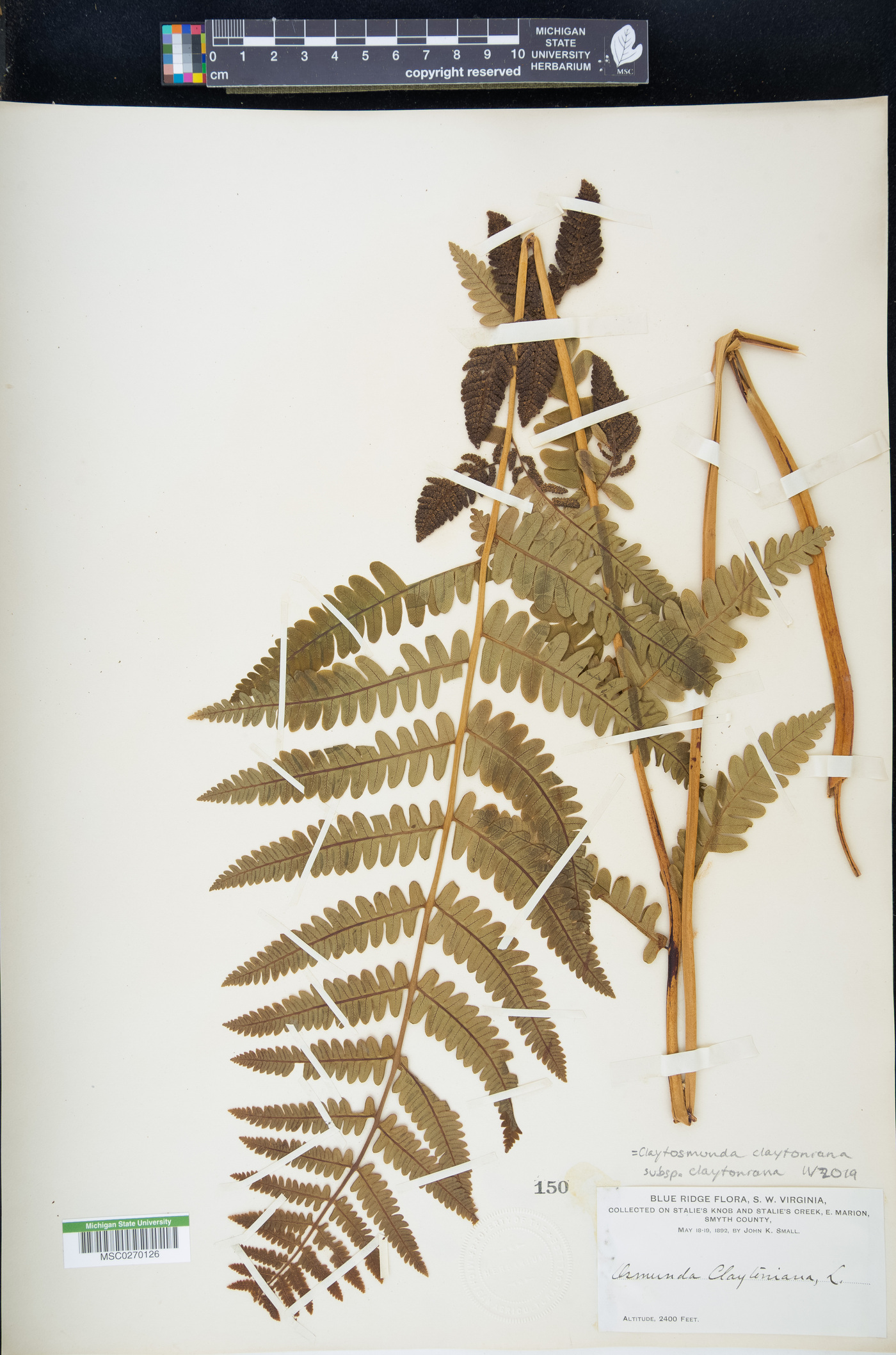 Claytosmunda claytoniana subsp. claytoniana image