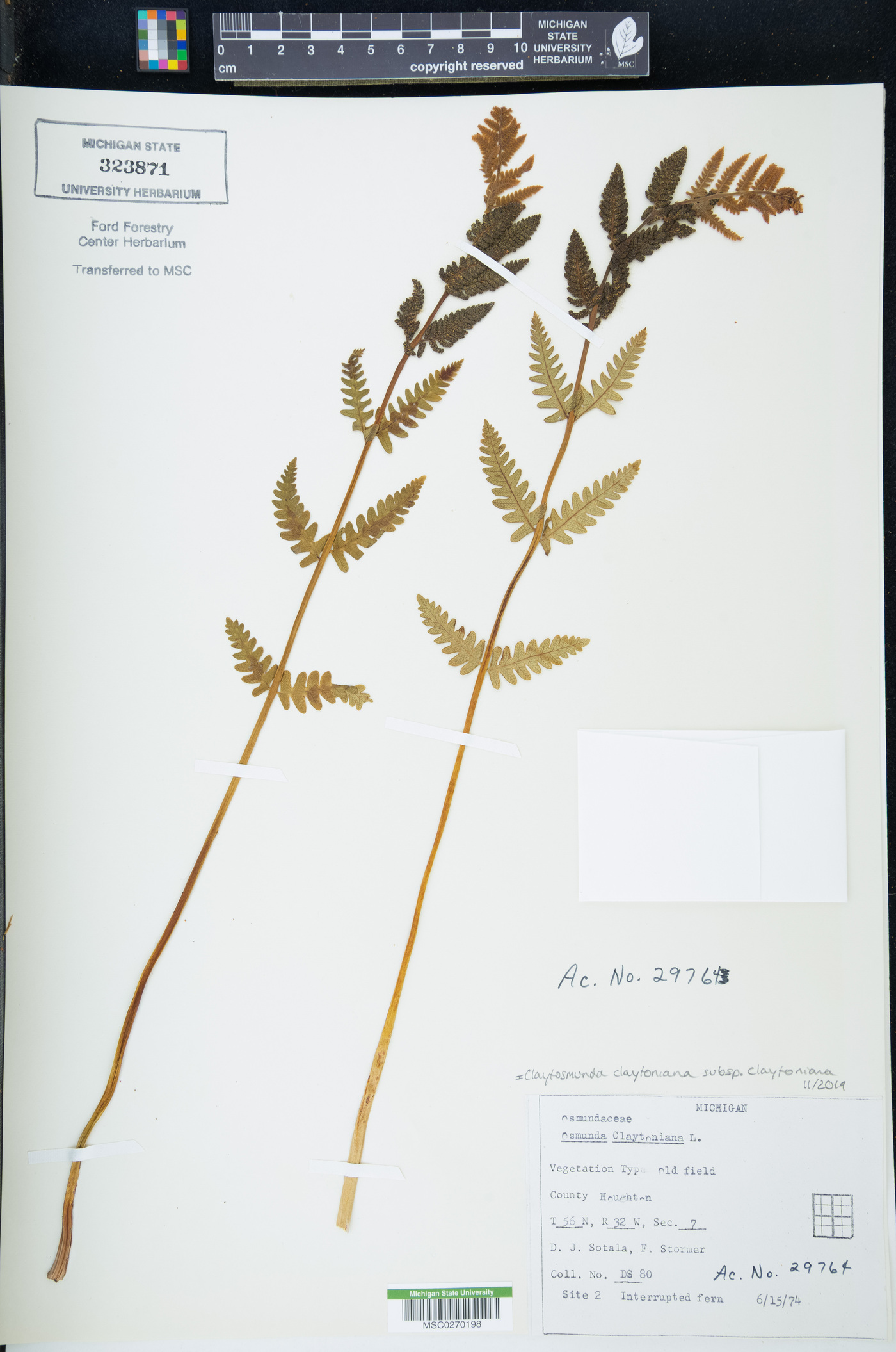 Claytosmunda claytoniana subsp. claytoniana image