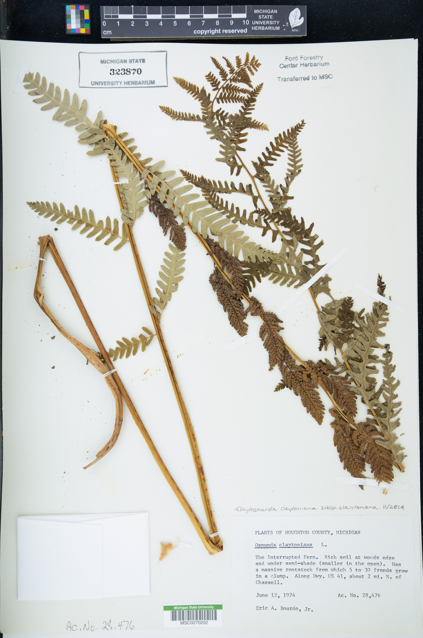 Claytosmunda claytoniana subsp. claytoniana image