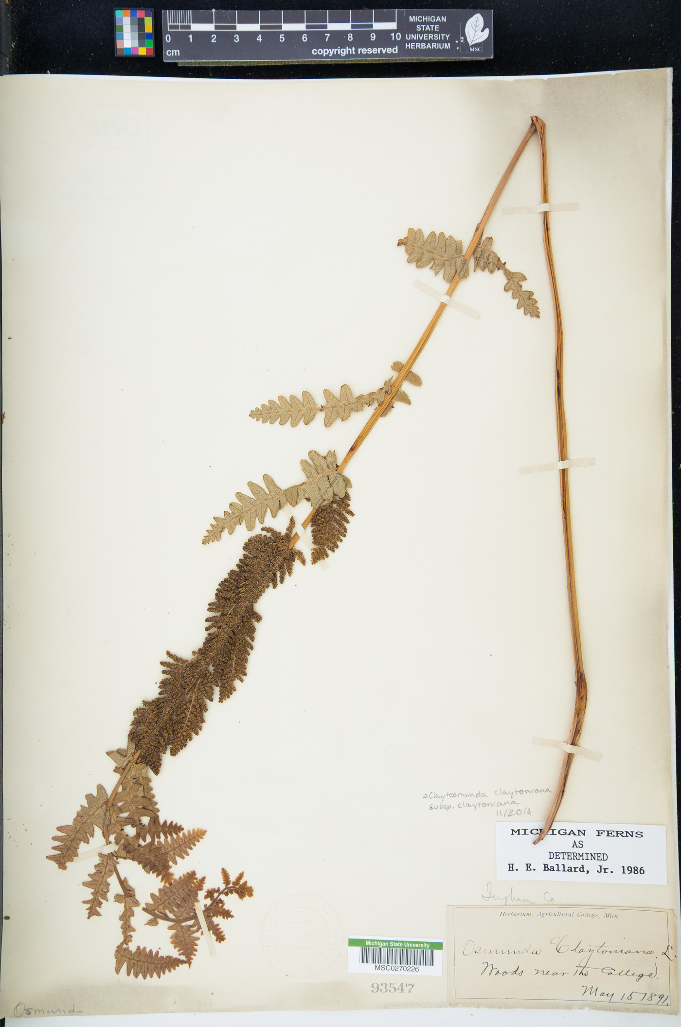 Claytosmunda claytoniana subsp. claytoniana image