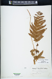 Claytosmunda claytoniana subsp. claytoniana image