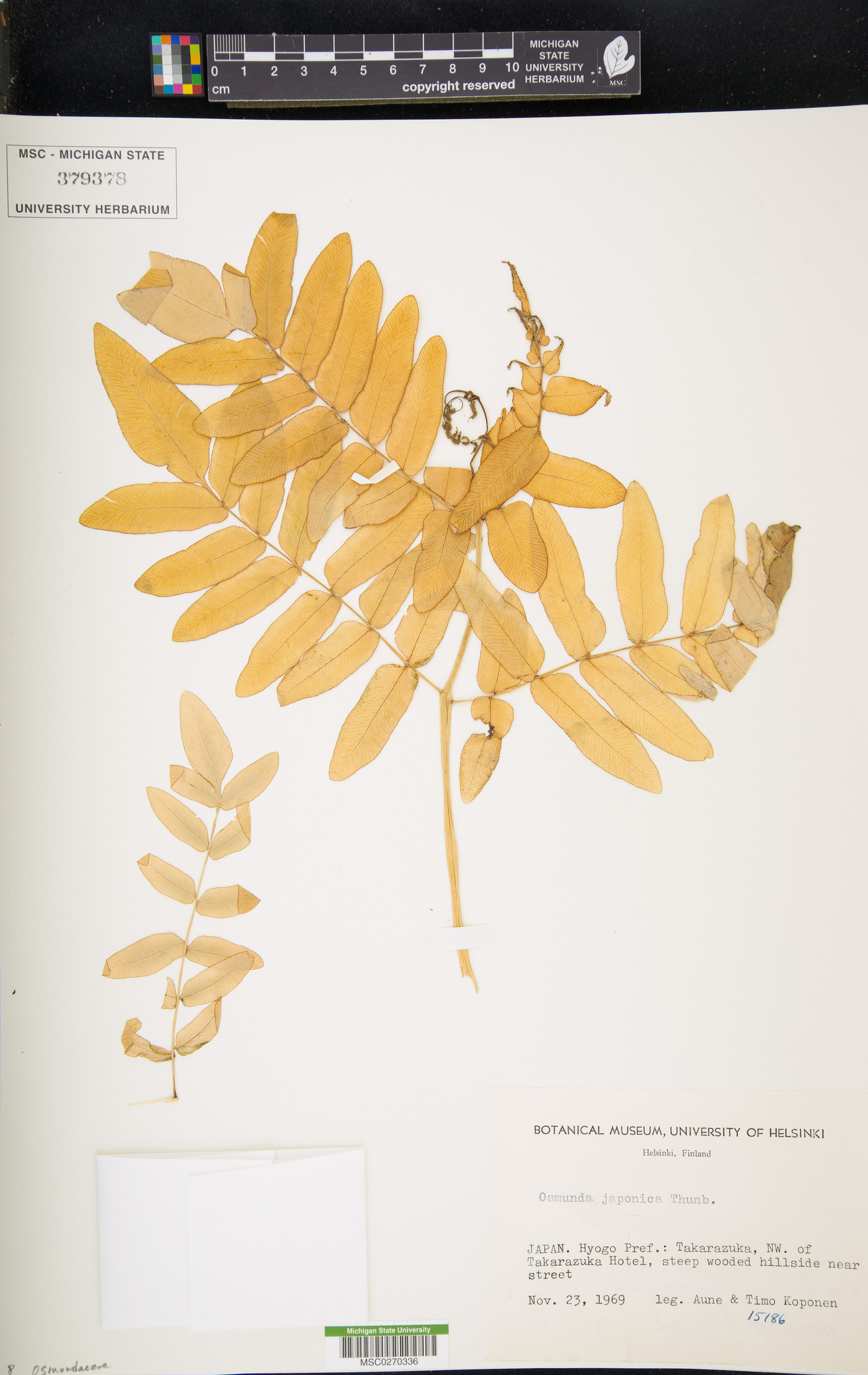 Osmunda japonica image