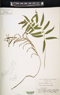 Plagiogyria euphlebia image