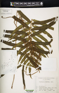 Plagiogyria euphlebia image