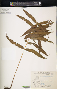 Plagiogyria euphlebia image