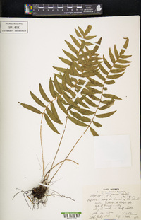 Plagiogyria japonica image