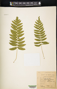 Plagiogyria japonica image