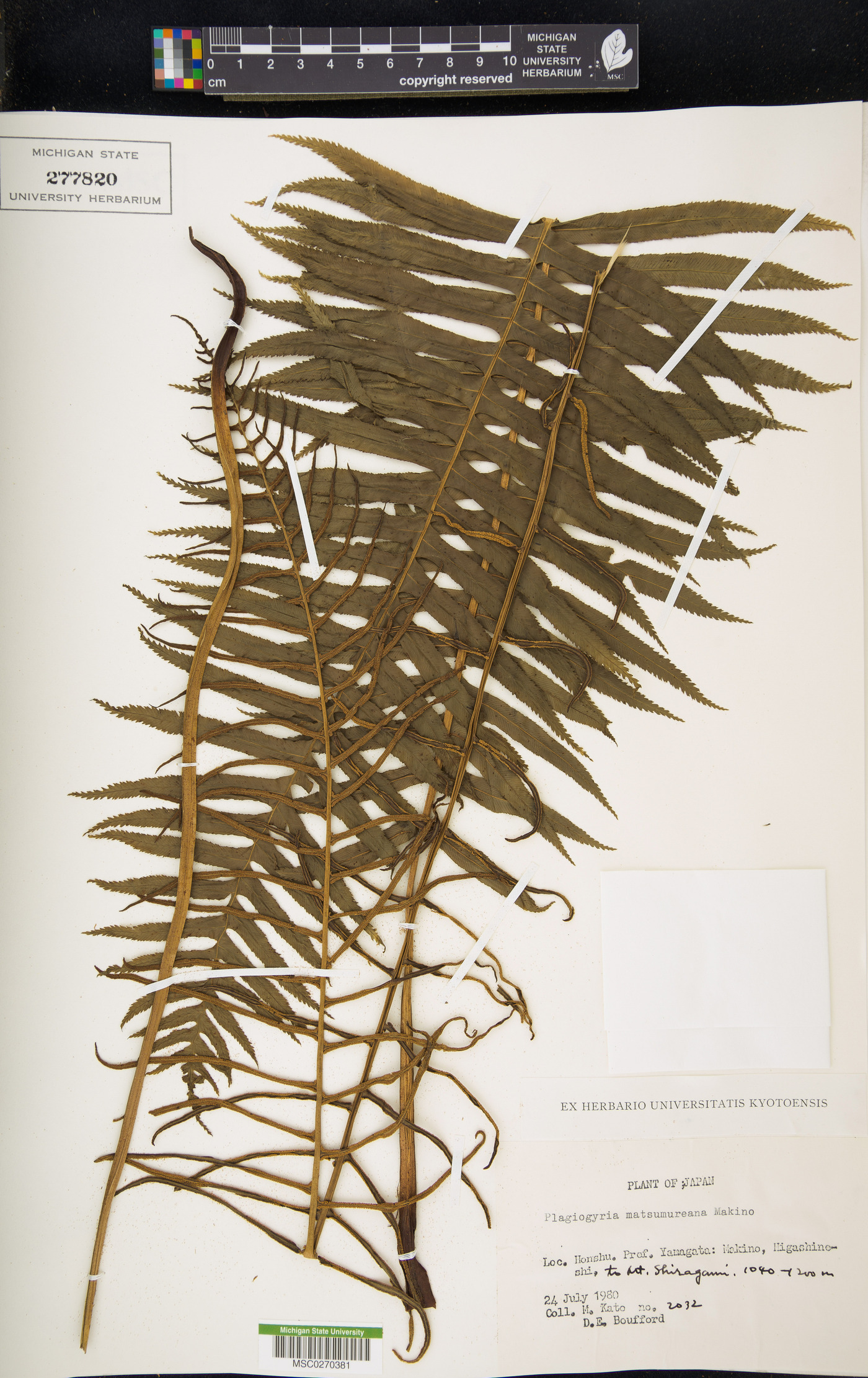 Plagiogyria matsumureana image