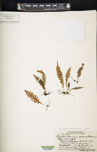 Adenophorus sarmentosus image