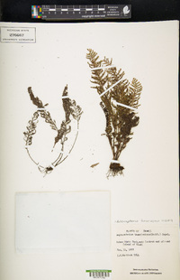 Adenophorus tamariscinus image