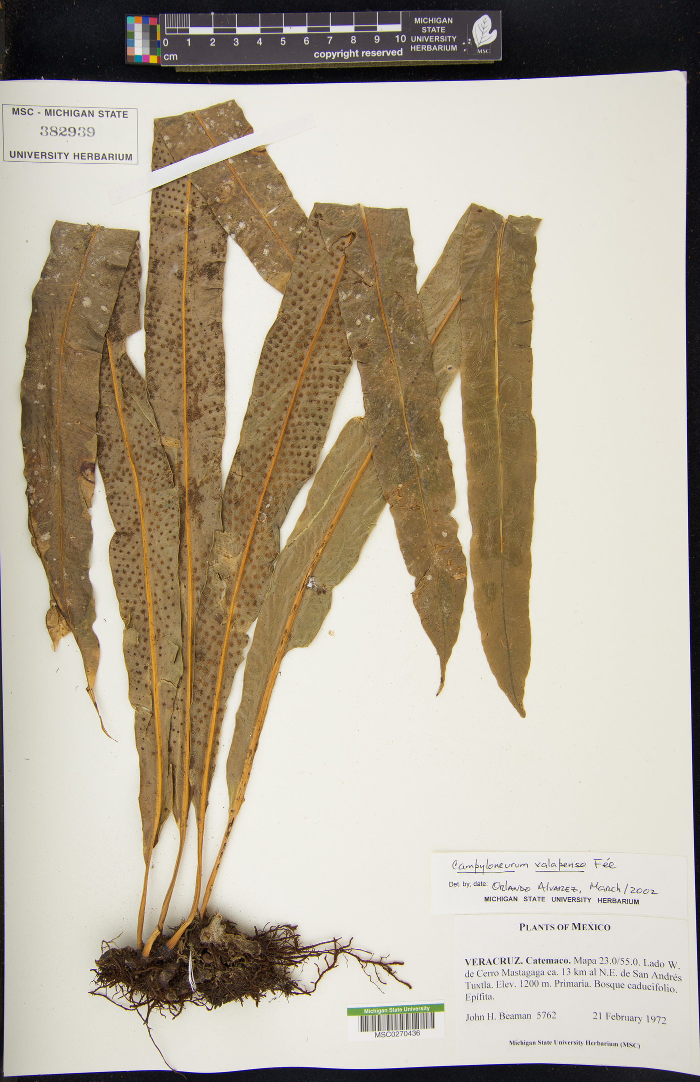 Campyloneurum xalapense image