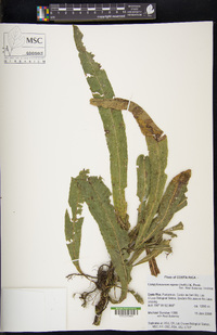 Campyloneurum repens image