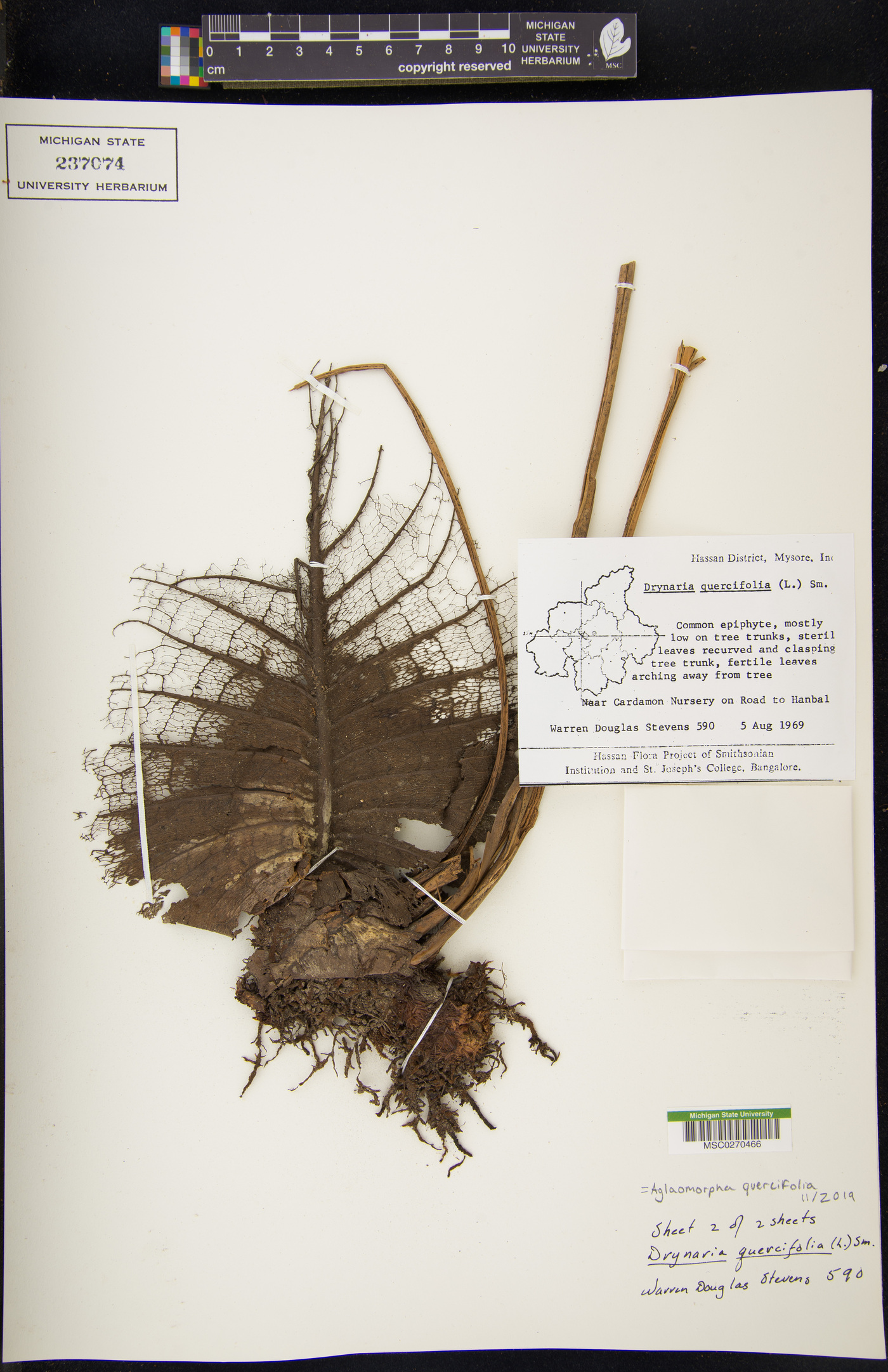 Aglaomorpha quercifolia image