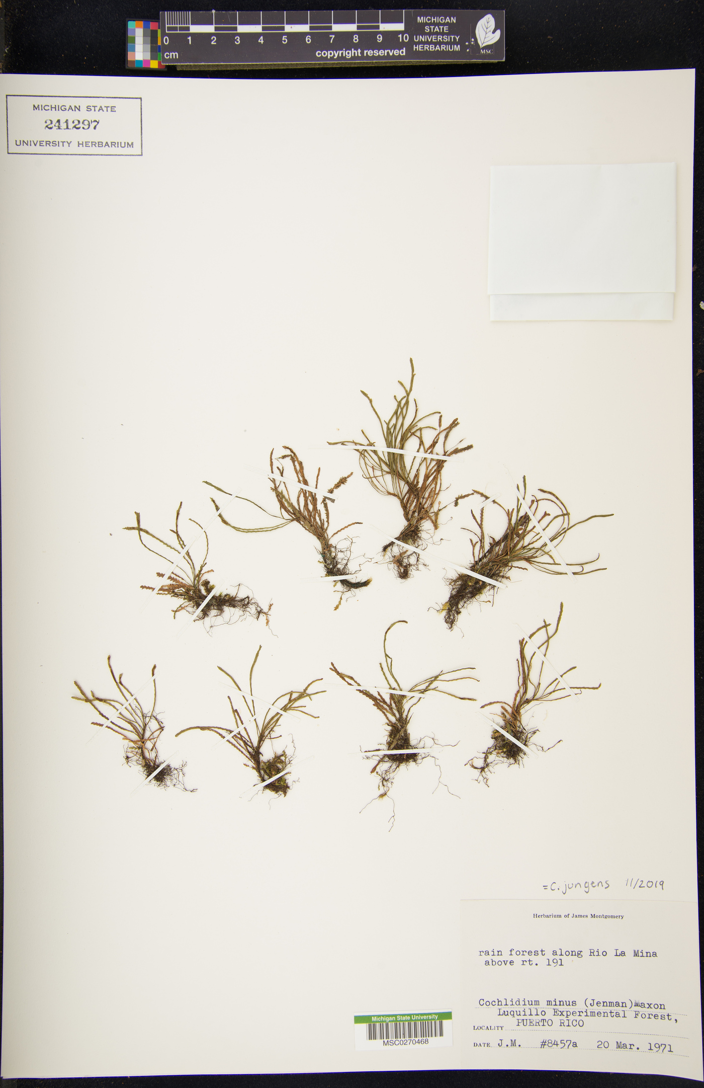Cochlidium jungens image