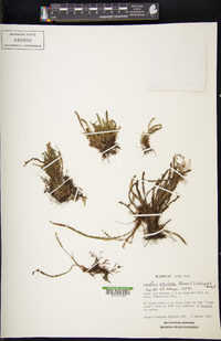 Grammitis setulosa image