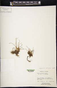 Cochlidium serrulatum image