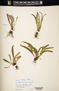 Notogrammitis billardierei image