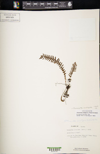 Prosaptia contigua image