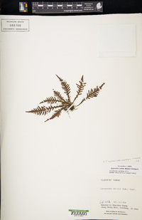 Oreogrammitis curtisii image