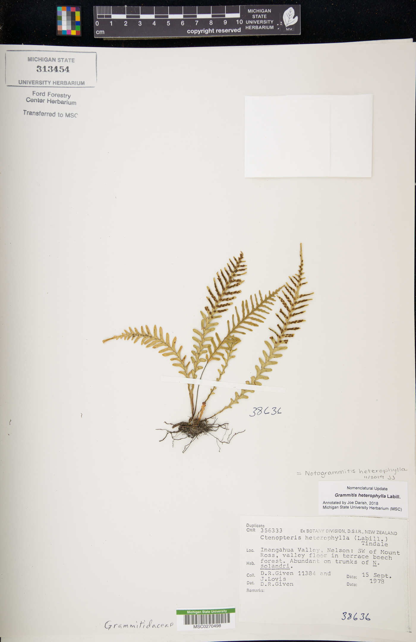 Notogrammitis heterophylla image