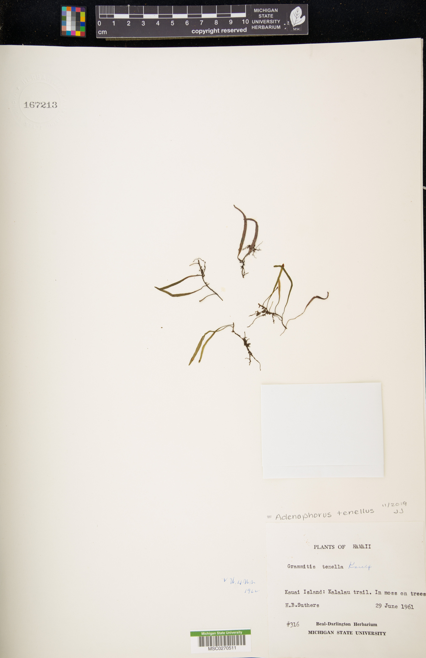 Adenophorus tenellus image
