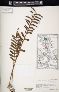 Lecanopteris carnosa image