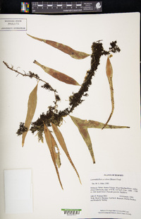 Lemmaphyllum accedens image