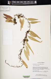 Lemmaphyllum accedens image