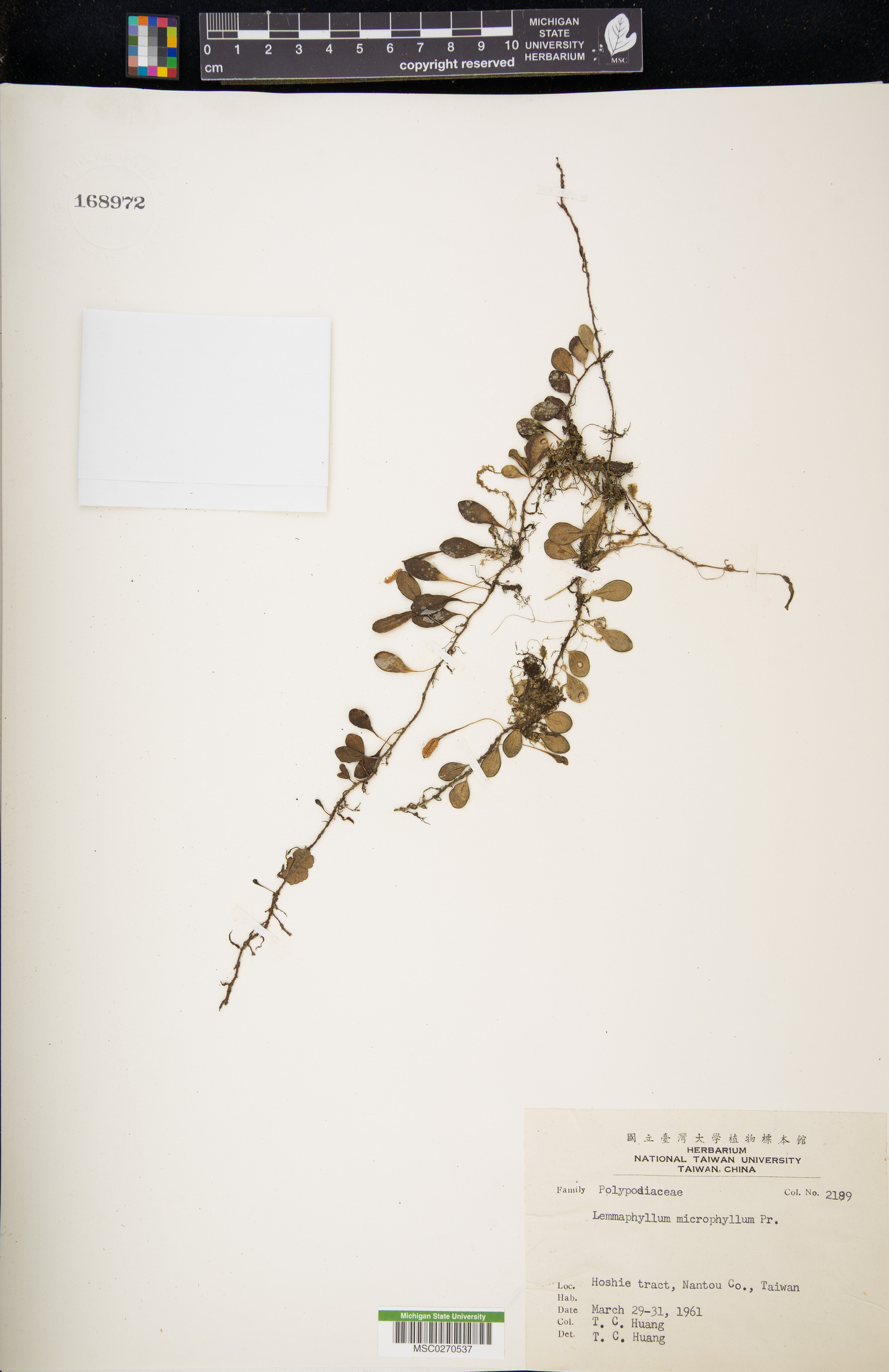 Lemmaphyllum microphyllum image