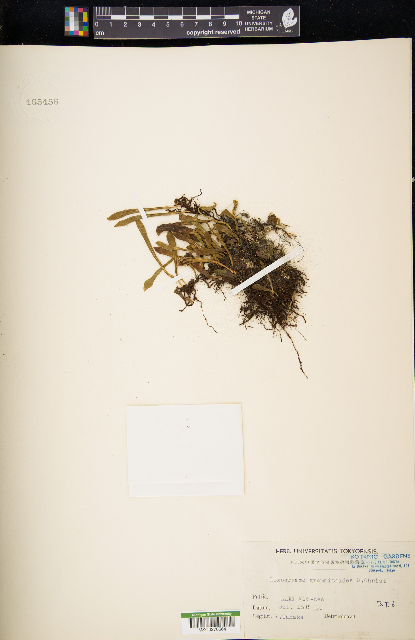 Loxogramme grammitoides image