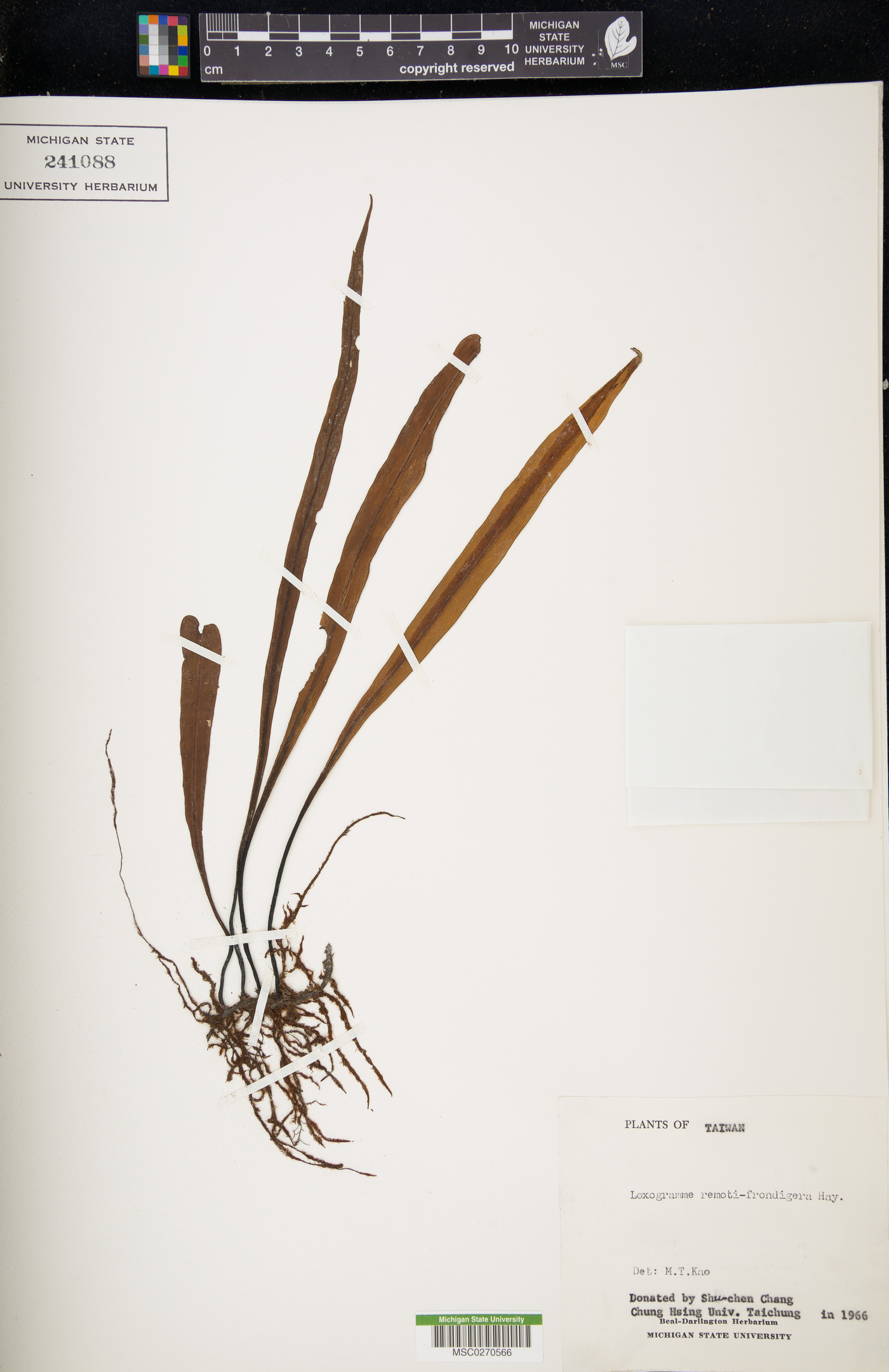Loxogramme remotefrondigera image