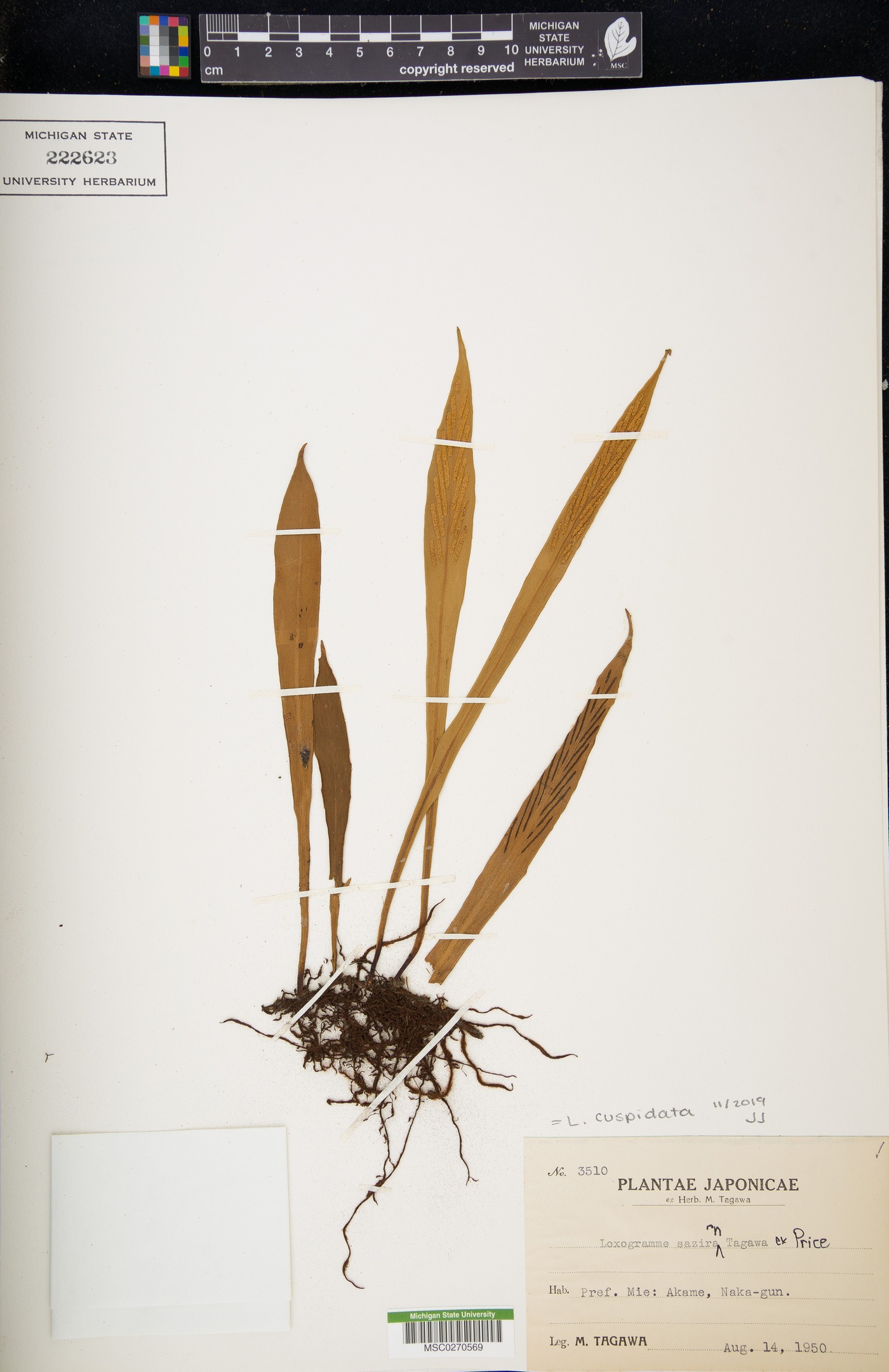 Loxogramme cuspidata image