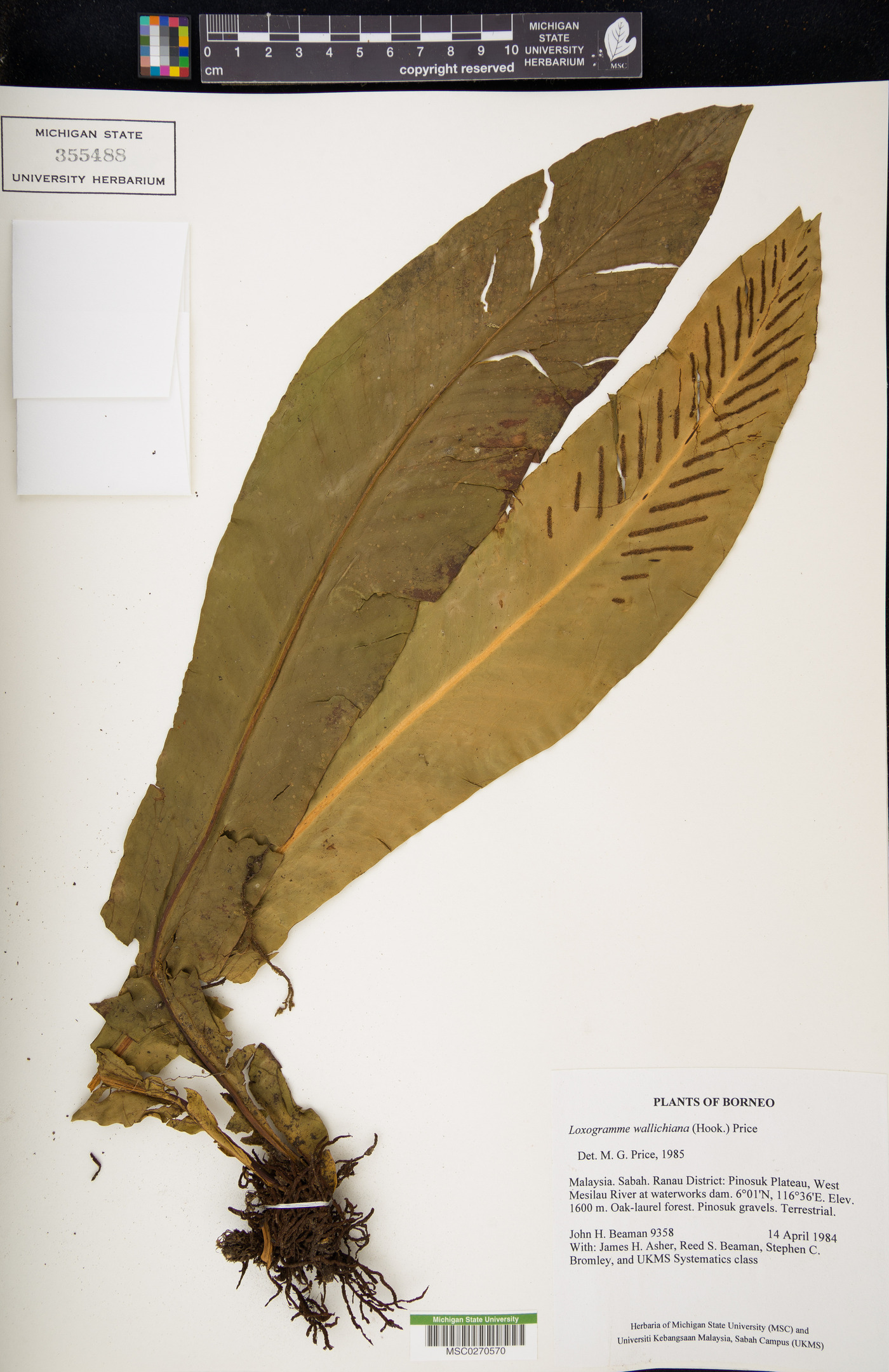 Loxogramme wallichiana image