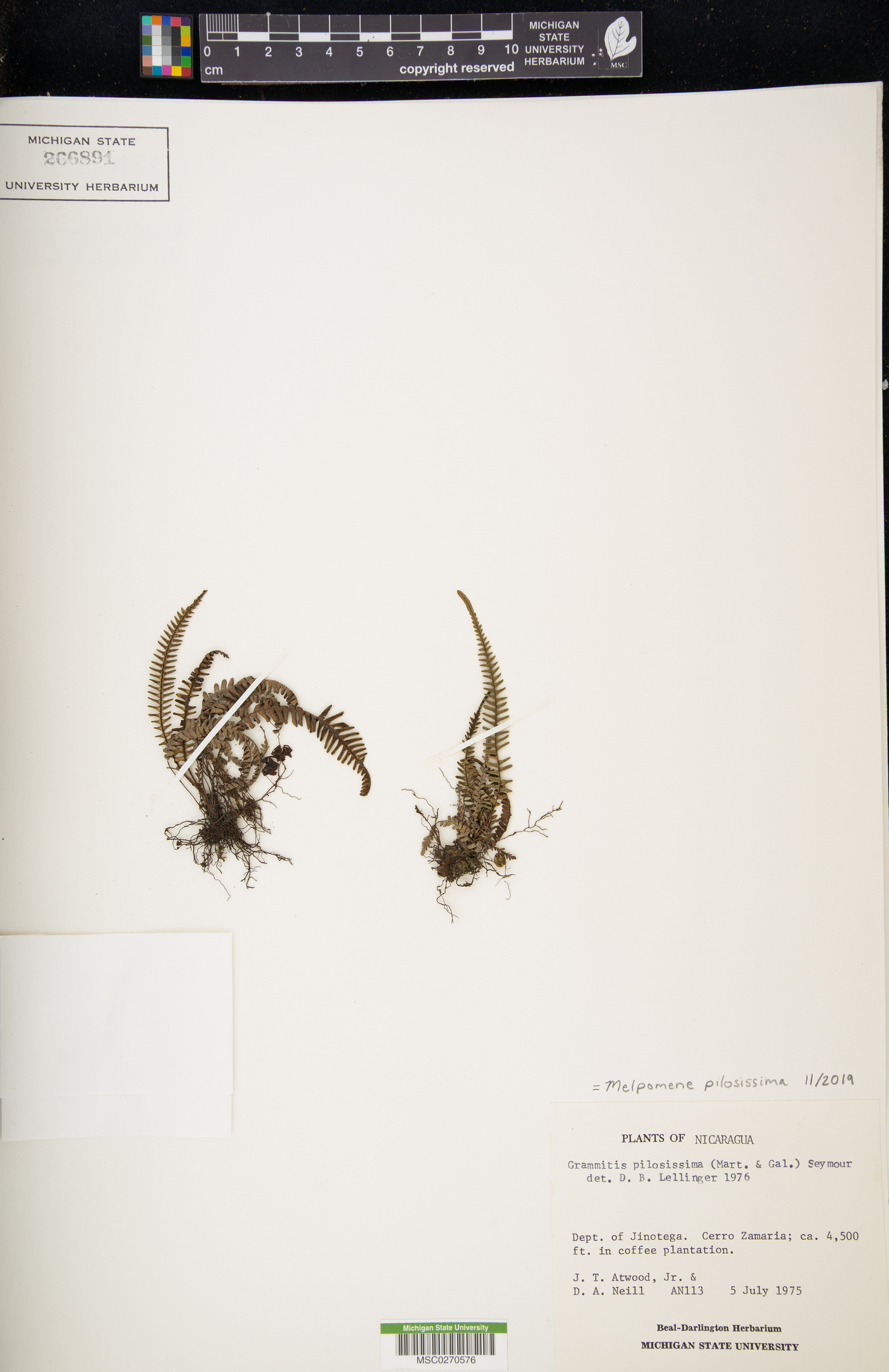 Melpomene pilosissima image