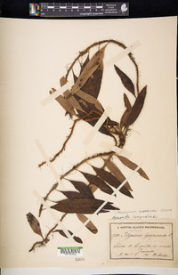 Microgramma lycopodioides image