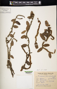 Microgramma vaccinifolia image