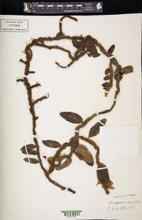 Microgramma vaccinifolia image