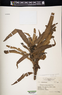 Tricholepidium buergerianum image