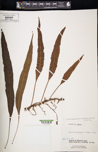 Tricholepidium buergerianum image