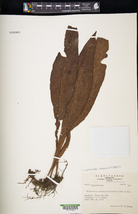 Leptochilus hemionitideus image