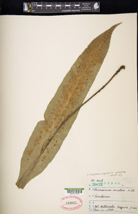 Neocheiropteris ensata image