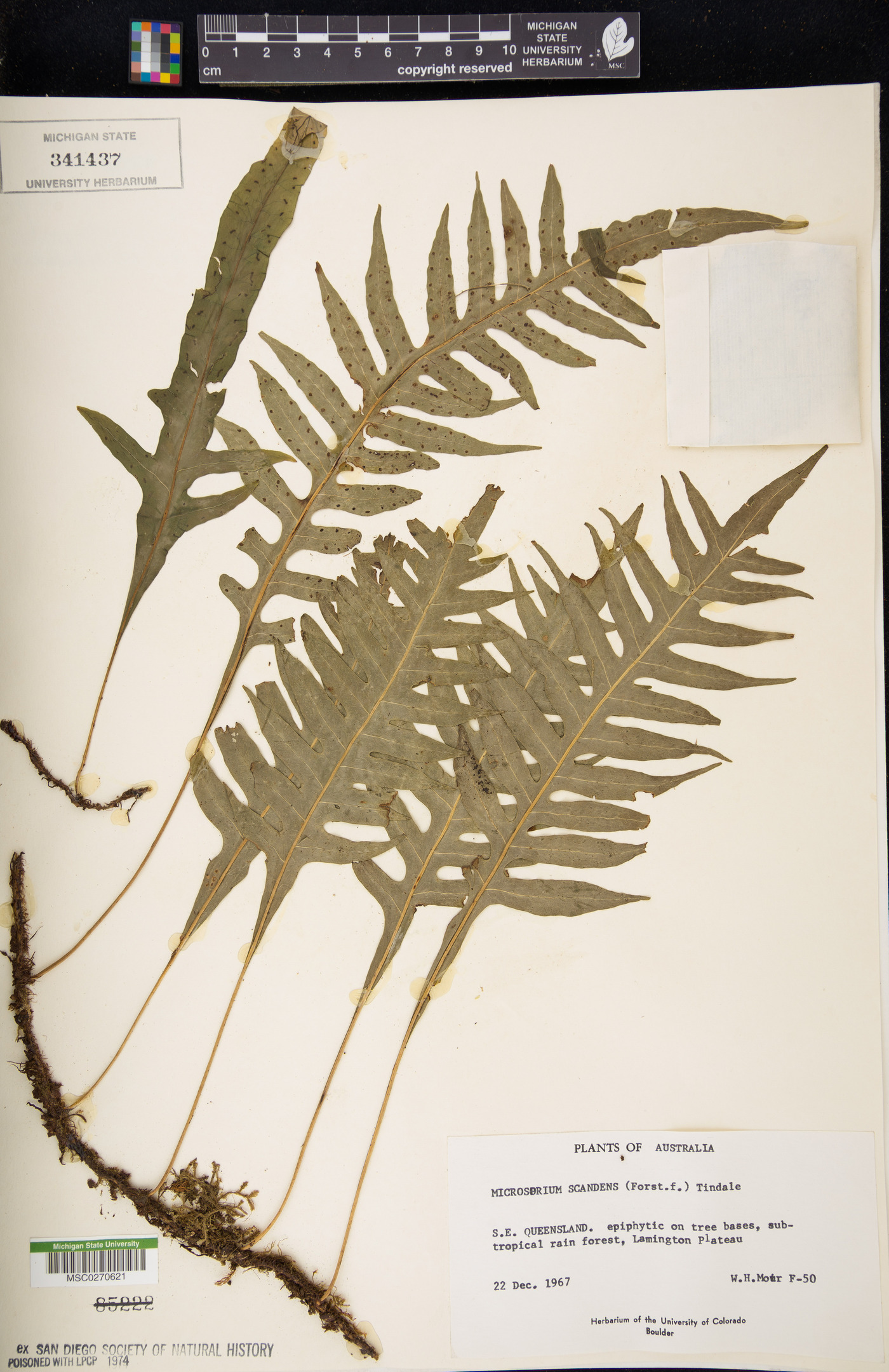Phymatosorus scandens image