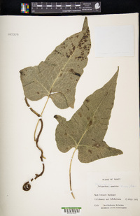 Phymatosorus scandens image