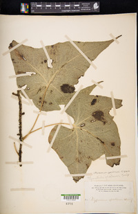 Phymatosorus scandens image