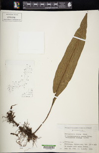 Neocheiropteris ensata image