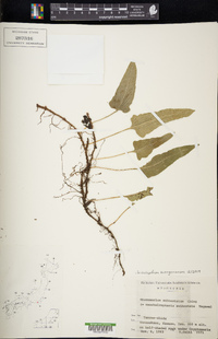 Tricholepidium buergerianum image