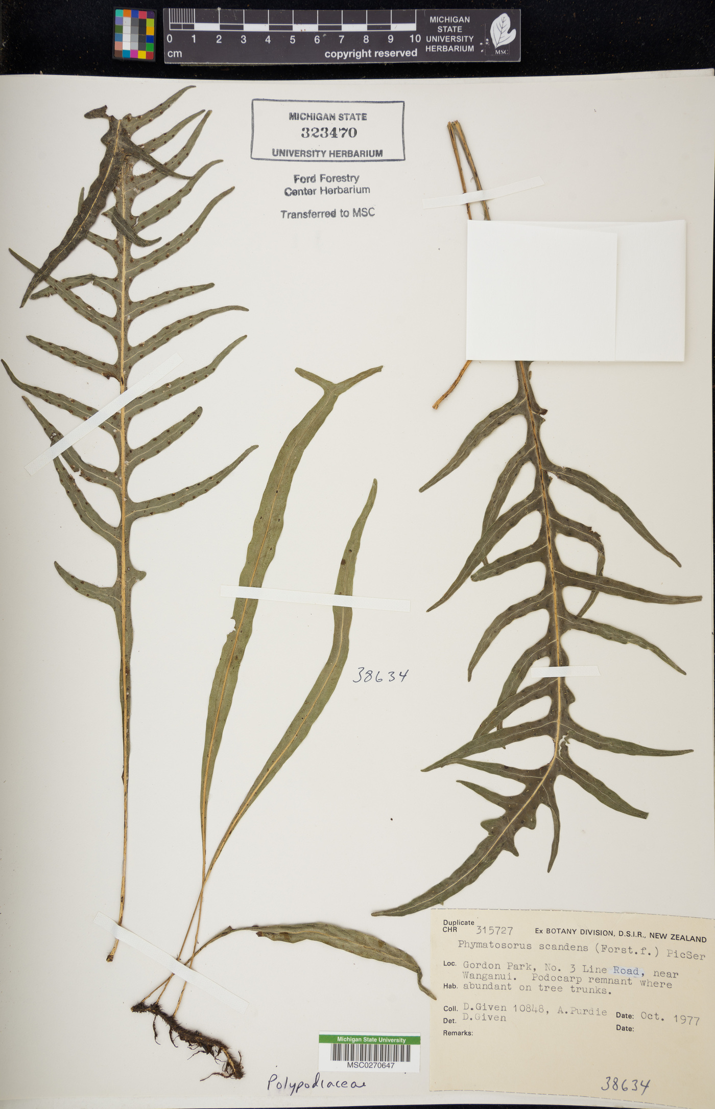 Phymatosorus scandens image